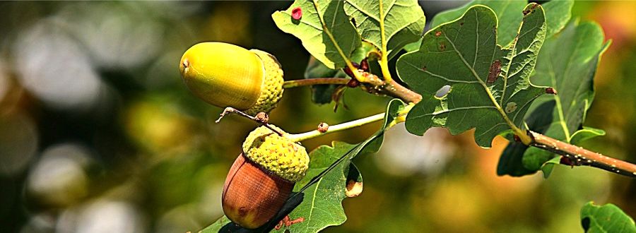 Acorns, a symbol of growth. Marina Sweeney offers Hypnotherapy, Person Centred Counselling, Integrative Psychotherapy, Solution Focused Therapy and Group Therapy  helping with Trauma, Addictions , Eating Disorders and Crisis Response