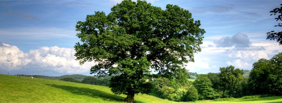 Oak tree - a symbol of growth. Marina Sweeney offers Hypnotherapy, Person Centred Counselling, Integrative Psychotherapy, Solution Focused Therapy and Group Therapy  helping with Trauma, Addictions , Eating Disorders and Crisis Response